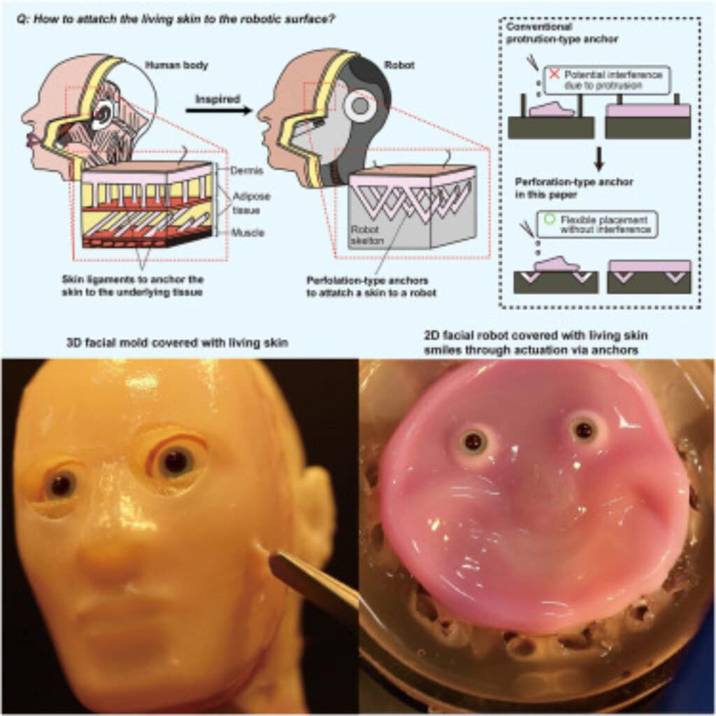 Humanoid Skin Humanoid Robot Skin is Becoming More Realistic